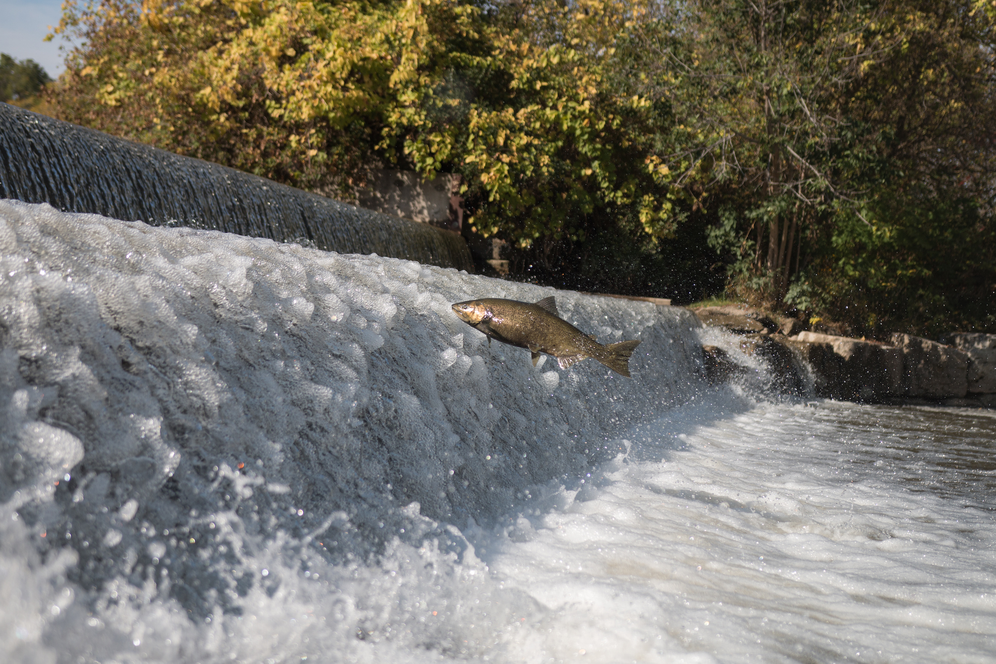 Swimming upstream Ontario’s annual salmon run in photos TVO Today